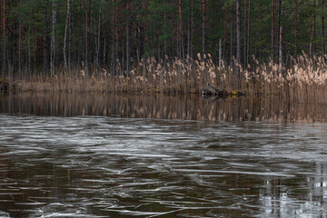 Marsh Labrador and reeds in the sunlite