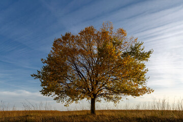 Elm. Landscape with tree of the genus Ulmus, in autumn. Region of El Páramo, León, Spain.