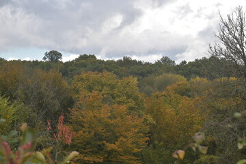 autumn in the forest