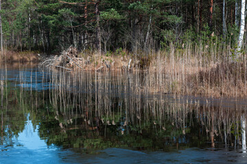 pine three and old withered trees in forest wit reflections