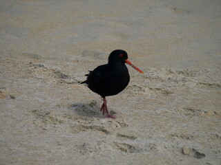 natural beauty of New Zealand Dunedin and Catlin beaches