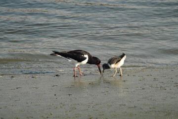 Austernfischer und Jungvogel mit Wurm im Schnabel bei der Nahrungssuche im Wattenmeer - Stockfoto