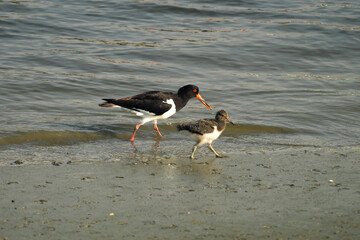 Austernfischer und Jungvogel gehen durch den Schlick im Wattenmeer an der Nordseeküste - Stockfoto