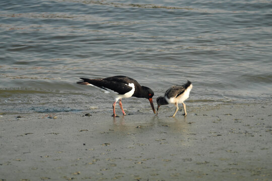 Austernfischer und Jungvogel mit Wurm im Schnabel bei der Nahrungssuche im Wattenmeer - Stockfoto