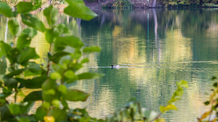 Duck in the lake at fall