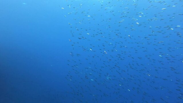 School of little tuna fishes chasing a sardines bait ball
