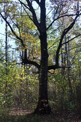 Autumn insights. Old oak tree with unusual shaped branches on autumn forest background