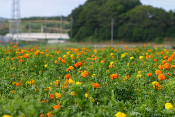 マリーゴールド