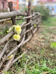 a wicker fence with a small yellow flower