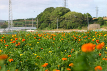 マリーゴールド