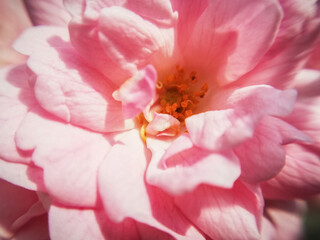 Obraz na płótnie Canvas The heart of a rose rose, macrophotography