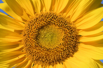 A beautiful common sunflower.