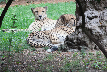 Cheetah at rest