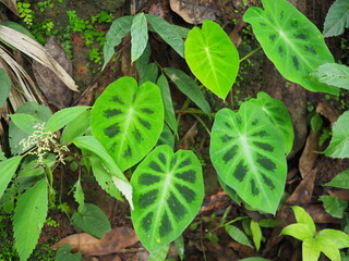 close up of green leaves