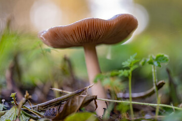 An ordinary fungus (volvariella gloiocephala) photographed against a light background with the slats beautifully visible in the Prielenbos near Zoetermeer