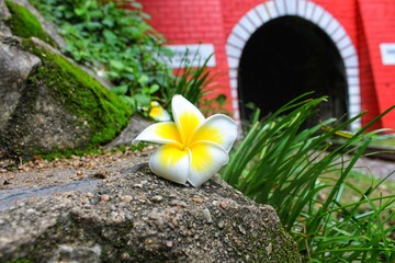frangipani flower in the garden