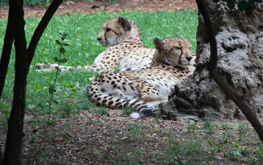 Cheetah at rest