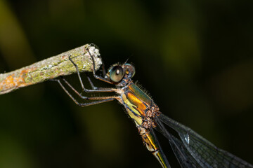 Libelle beim abhängen 