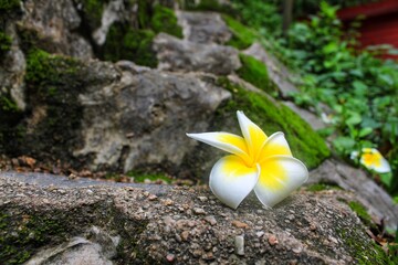 flower on the rocks
