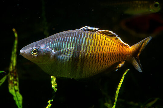 Boesemani Rainbowfish (Melanotaenia boesemani) beautiful ornamental fish