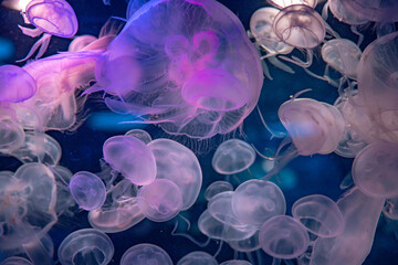 ピンクに染まるクラゲ