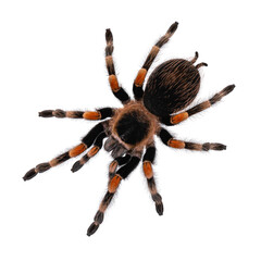Top view of Mexican Redknee tarantula aka Brachypelma hamorii. Isolated on white background.