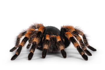 Front view of moving Mexican Redknee tarantula aka Brachypelma hamorii. Isolated on white background.