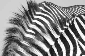 Zwei Zebra Mähnen 3776 sw