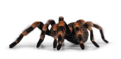 Side view of moving Mexican Redknee tarantula aka Brachypelma hamorii. Isolated on white background.