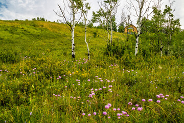 Flora abounds around the ranch. Glenbow Ranch Provincial Recreation Area, Alberta, Canada