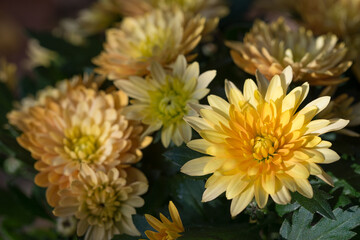 Chrysanthemum indicum