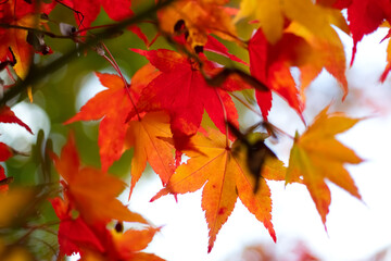 Ahorn Herbst Laubfärbung  Indian Summer Blätter Park Baum Bäume Farbenspiel Dortmund Rombergpark Deutschland Hintergrund Jahreszeit Acer Makro Nahaufnahme Details Fokus Licht rot gelb orange