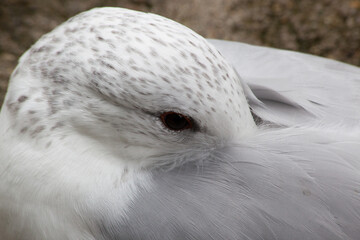 White Seagull resting on the ground