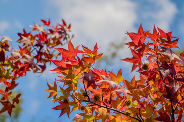 orange and red color options, autumn season, blue sky