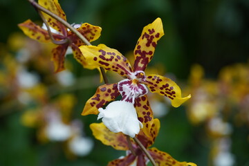 A Florist's Exotic Flower Expedition