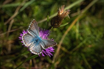 Small chalk hill blue butterfly sitting on a purple knapweed flower growing in a meadow on a sunny summer day. Blurry green background.