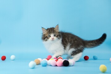 Kitten on a blue background