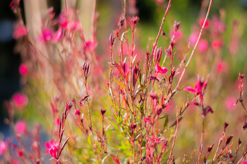 pink color flowers and natural background, purple color