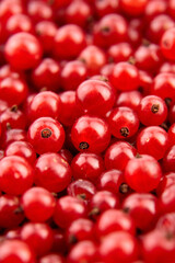 Red currant fresh berries closeup