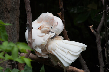 White Cockatoo perched on a branch