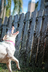 Dog playing with hose outside