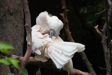 White Cockatoo perched on a branch