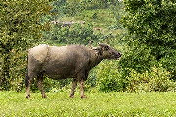 Naklejka na ściany i meble Buffalo is grazing in a meadow, stock photo