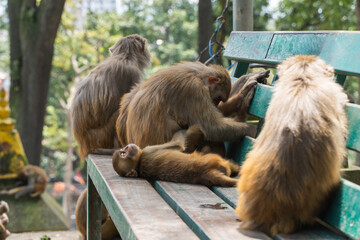 Group of monkeys at the Swayambhunath temple, stock photo