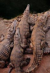 Nile crocodiles huddling together on the edge of the water