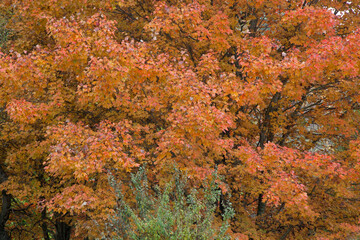 Fall foliage outdoors
