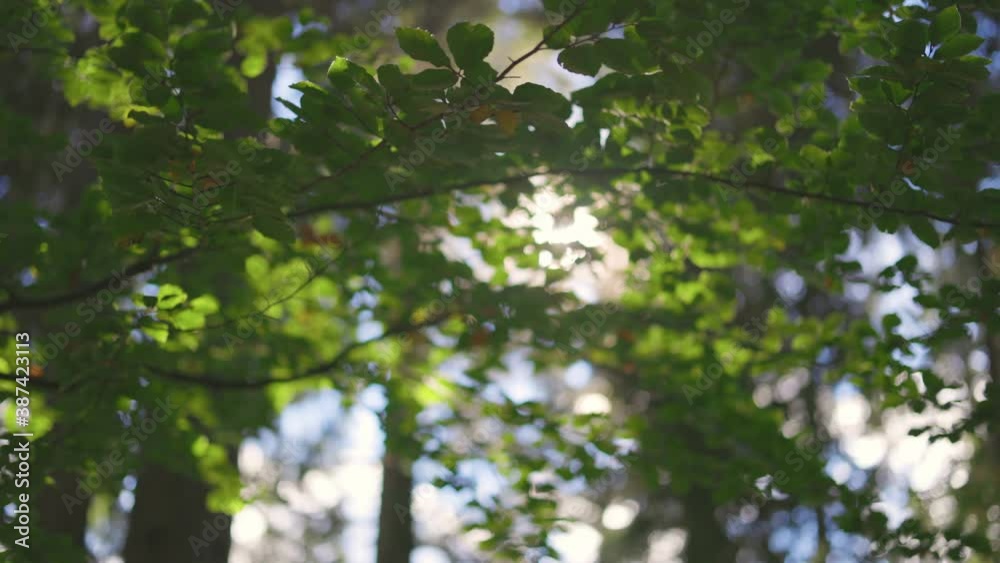 Poster morning sun gently breaks through the branches of green tree. shallow dof softly nature shot. beauti