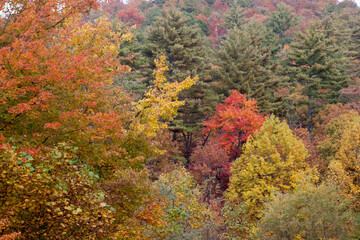 Fall foliage outdoors