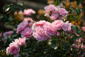 Obraz na płótnie Canvas Light pink rose on with deep green leaf in garden
