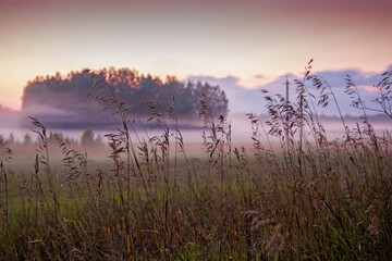foggy autumn landscape with grass and pink sky
